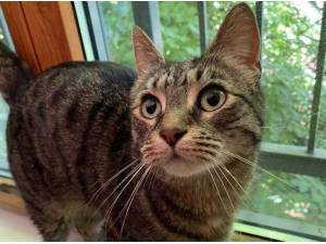 LILY - Domestic Shorthair
crossbreed Photo