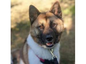 Astra - Female Akita Photo