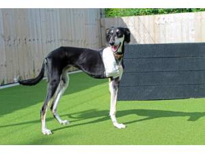 Bella Saluki - Female Saluki Photo