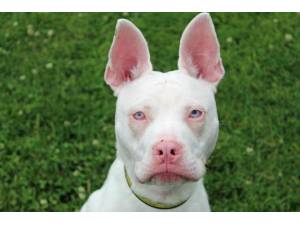 Blue - Male A Crossbreed Photo