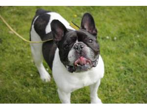 Boss - Male Bulldog: French Photo