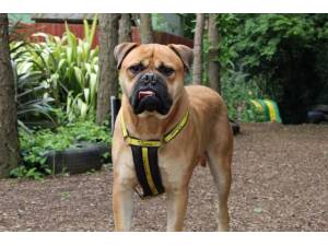 Bow - Male Mastiff: Bull Photo