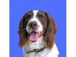 Braidy - Male Spaniel: English Springer Photo