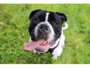 Bronson - Male Bulldog: English Photo