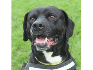 Buster - Male Lab Cross Photo