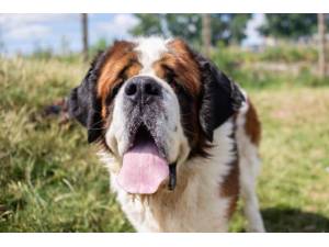 Caesar - Male St Bernard Photo