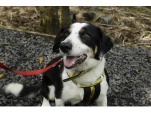 Charlie - Male Collie Cross (Border) Photo