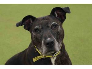Chelsea - Female Staffordshire Bull Terrier (SBT) Photo