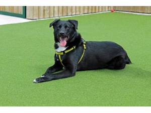 Cooper - Male A Crossbreed Photo