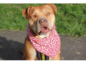 Creme Egg - Male American Bulldog Photo