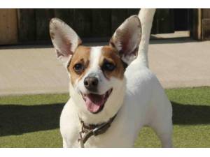 Dinky - Male Jack Russell Terrier (JRT) Photo