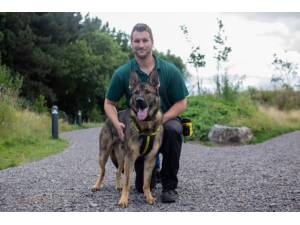 Duke - Male German Shepherd Dog (GSD / Alsatian) Photo
