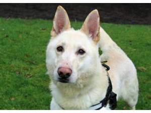 Franklin - Male German Shepherd Dog (GSD / Alsatian) Photo