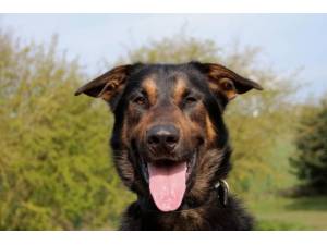 Kooper - Male Belgian Shepherd Dog: Malinois (BSD) Photo