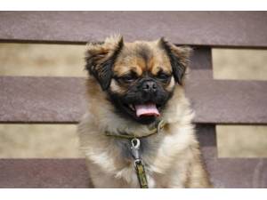 Larry - Male Pug Photo