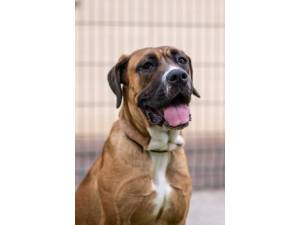 Martha - Female Great Dane Photo