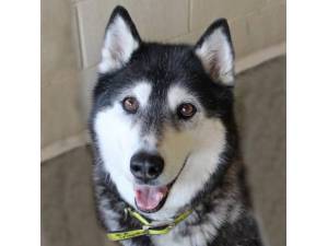 Mia - Female Siberian Husky Photo