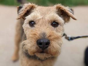 Millie - Female Terrier: Lakeland Photo