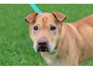 Missy - Female Shar-Pei Photo