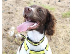 Roxy - Female Spaniel: English Springer Photo