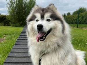 Tang - Male Alaskan Malamute Photo