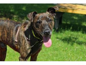 Teddy - Male A Crossbreed Photo