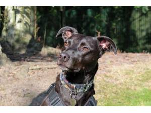 Toby - Male Lurcher Photo