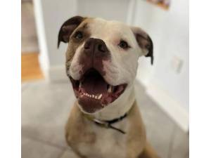 Whinney - Female American Bulldog Photo
