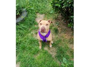 Vinnie - Male Staffordshire Bull Terrier Cross Photo