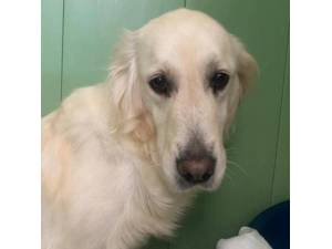Mango - Female Golden Retriever Photo