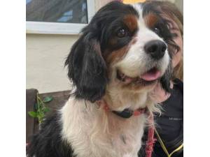 Verity - Female Cavalier King Charles Spaniel cross Cocker Spaniel Photo