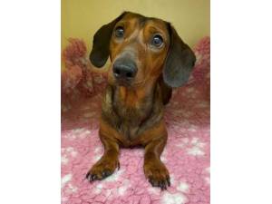Dafydd - Male Dachshund Photo