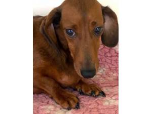 Decca - Female Dachshund Photo