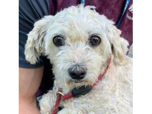 Joan - Female Cavachon (Cavalier King Charles Spaniel cross Bichon Frise) Photo