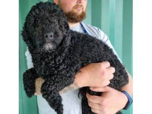 Osca - Male Poodle Photo