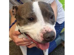 Peter - Male Staffordshire Bull Terrier Photo