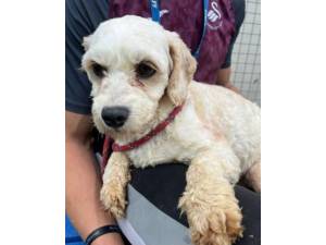 Basa - Female Cavachon (Cavalier King Charles Spaniel cross Bichon Frise) Photo