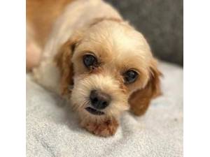 Sally - Female Cavachon (Cavalier King Charles Spaniel cross Bichon Frise) Photo
