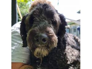 Derry - Female Bernese Mountain Dog Cross Poodle Photo