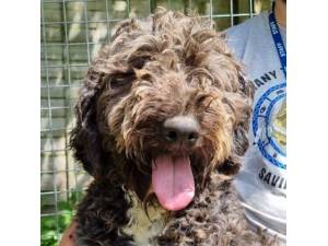 Dimple - Female Bernese Mountain Dog Cross Poodle Photo