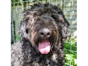 Della - Female Bernese Mountain Dog Cross Poodle Photo