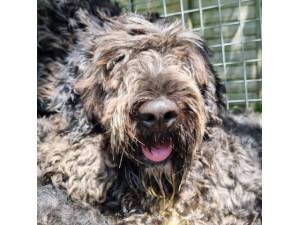 Destiny - Female Bernese Mountain Dog Cross Poodle Photo