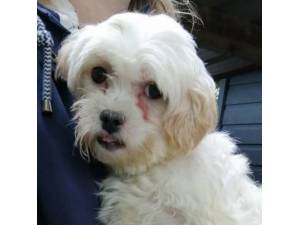 London - Female Maltese Photo