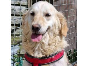 Vanessa - Female Golden Retriever Photo
