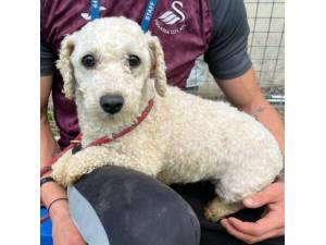 Beatrice - Female Bichon Frise Photo
