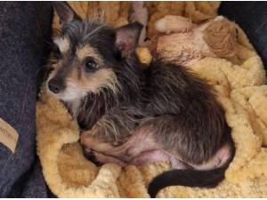CHARLIE - Chihuahua (Long coat)
crossbreed Photo
