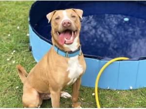 HERCULES - Bull Terrier
crossbreed Photo