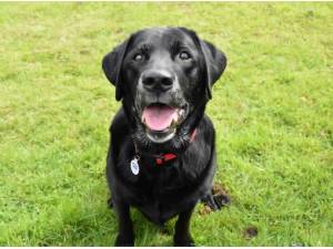 ROCKY - Labrador Retriever Photo