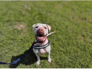 BOO - Crossbreed/Unknown
crossbreed Photo