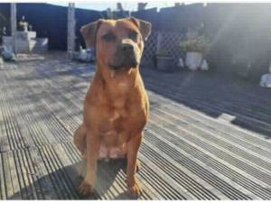 AMBER - Bull Terrier
crossbreed Photo